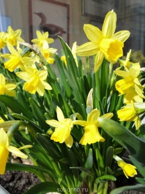 Доброе утро и Спокойной ночи  - DSC04896_новый размер.JPG