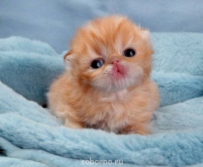 Они такие забавные смешные фото и видео  - y_a8cc2017.jpg