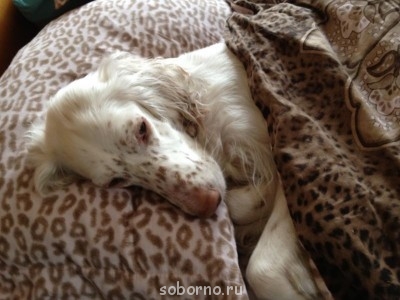 Наши верные друзья - собаки - Fotos 077.jpg