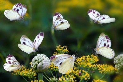 Бр-р-р-р... Насекомые всякие - za7gNWBOkKQ.jpg