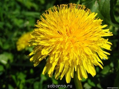 Доброе утро и Спокойной ночи  - rQUROUEOIp4.jpg