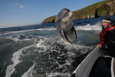 Дельфины - YeNApSLj-VY.jpg