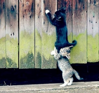 Они такие забавные смешные фото и видео  - mr4cY68pokQ.jpg