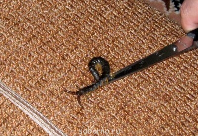 Бр-р-р-р... Насекомые всякие - IMG_8652.jpg