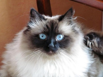 Кошки - очарование МОЁ - april2012 017.jpg