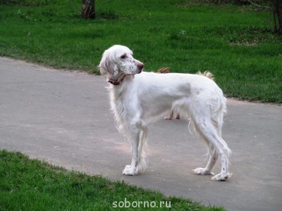 английский сеттер, зовут Лола