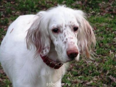 Наши верные друзья - собаки - april2012 015.jpg