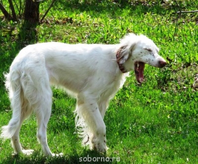 Они такие забавные смешные фото и видео  - april2012 019.jpg