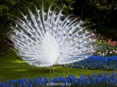 Птичий двор - SQb0uEsq-70.jpg