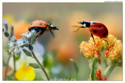 Бр-р-р-р... Насекомые всякие - fIiNkjVuKnk.jpg