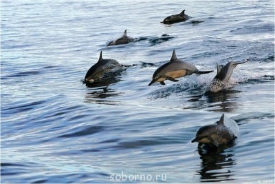 Дельфины - OdxK9FxZYtk.jpg
