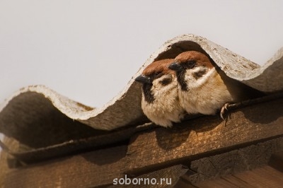 Пернатые соседи дикие  - vorobey.jpg