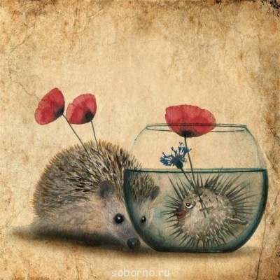 Они такие забавные смешные фото и видео  - 3M7FirnXkho.jpg