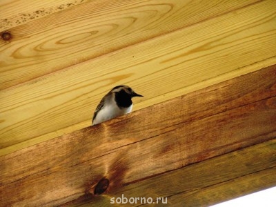 Пернатые соседи дикие  - 1 145.jpg