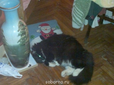 Кошки - очарование МОЁ - 004 (2).jpg