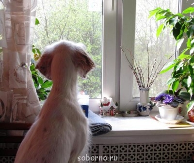 Они такие забавные смешные фото и видео  - 1 001.jpg