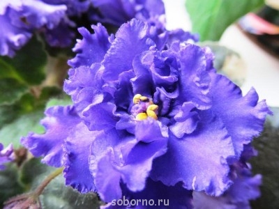 Домашние любимцы комнатные цветы  - serpuhov 005.jpg