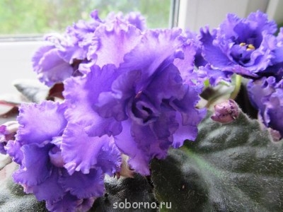 Домашние любимцы комнатные цветы  - serpuhov 001.jpg