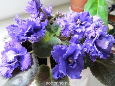 Домашние любимцы комнатные цветы  - serpuhov 003.jpg