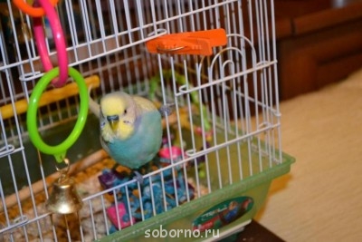 Мой пернатый друг домашние птицы  - DSC_0886.JPG