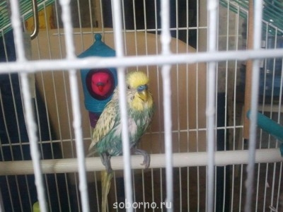 Мой пернатый друг домашние птицы  - 2012-05-22 11.17.04.jpg