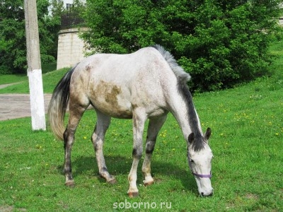 Лошади  - serpuhov 031.jpg