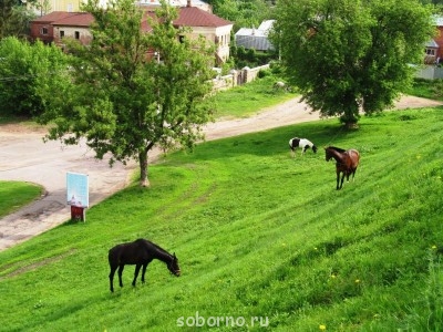 Лошади  - serpuhov 037.jpg
