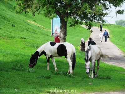 Лошади  - serpuhov 030.jpg