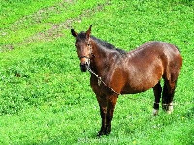 Лошади  - serpuhov 038.jpg