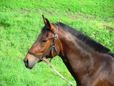 Лошади  - serpuhov 039.jpg