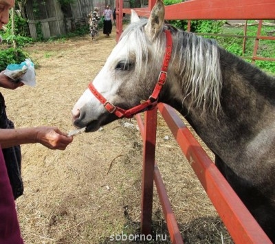 Лошади  - serpuhov 043.jpg