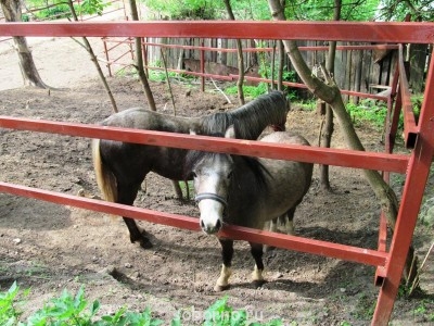 Лошади  - serpuhov 041.jpg