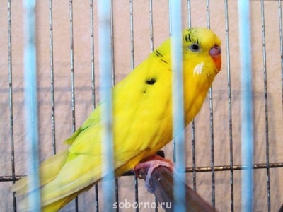 Мой пернатый друг домашние птицы  - IMG_0644.jpg