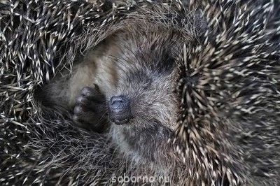 Рога и копыта, весёлая ЗоОфЛуДиЛьНя  - yogik.jpg