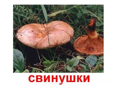 Кухонные посиделки - 0028-028-Svinushki.jpg