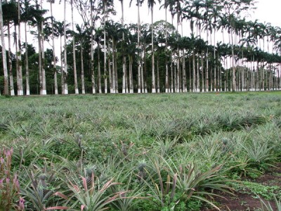 Просто интересное - IMG_5248.JPG