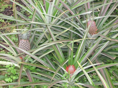 Просто интересное - IMG_5239.JPG