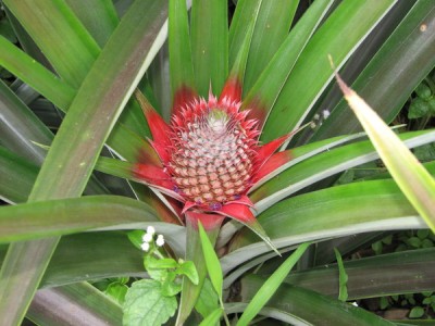 Просто интересное - IMG_5242.JPG