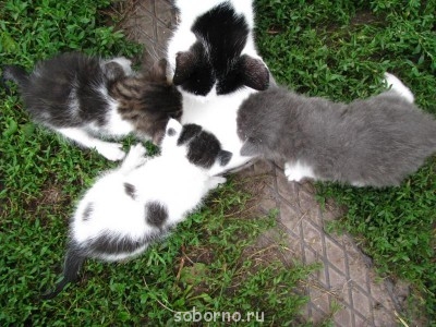 Кошки - очарование МОЁ - IMG_2589.JPG