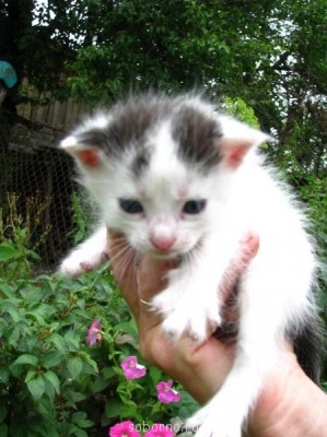 Кошки - очарование МОЁ - IMG_2599.JPG