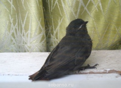 Пернатые соседи дикие  - IMG_9391.jpg