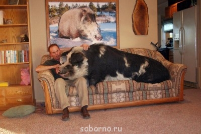 Рога и копыта, весёлая ЗоОфЛуДиЛьНя  - h5GFiXfdqBw.jpg