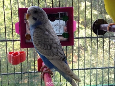 Мой пернатый друг домашние птицы  - fot 006.jpg