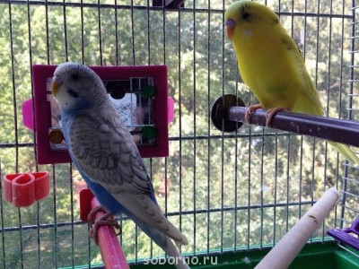 Мой пернатый друг домашние птицы  - fot 007.jpg