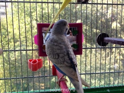 Мой пернатый друг домашние птицы  - fot 011.jpg