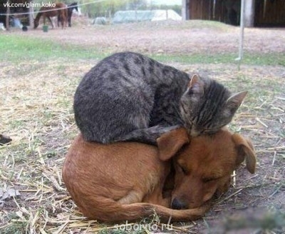 Рога и копыта, весёлая ЗоОфЛуДиЛьНя  - getImage (2).jpg