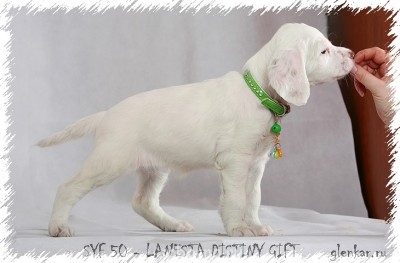 Наши верные друзья - собаки - syf50 (2).jpg