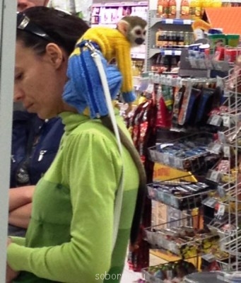 Они такие забавные смешные фото и видео  - мартышка.JPG