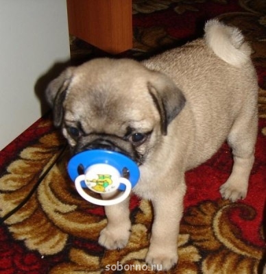 Они такие забавные смешные фото и видео  - x_7b1a4458.jpg