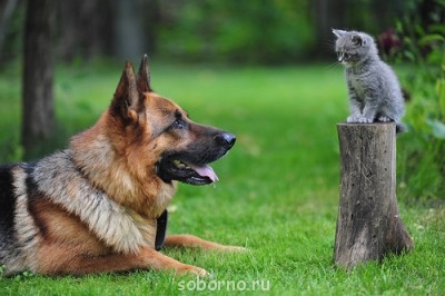 Они такие забавные смешные фото и видео  - 0L.jpg